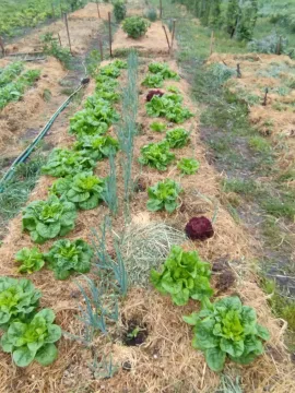 Bašta sa zasađenim povrćem i redovima salate. - image 16