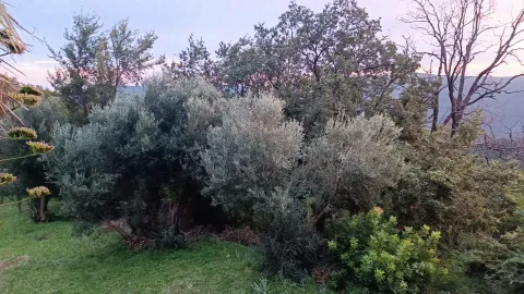 Zelenilo i drveće u dvorištu nekretnine. - image 5