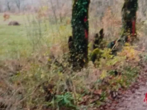 Prodaja, plac, 5000m², Brijeg, Plužine - image 7