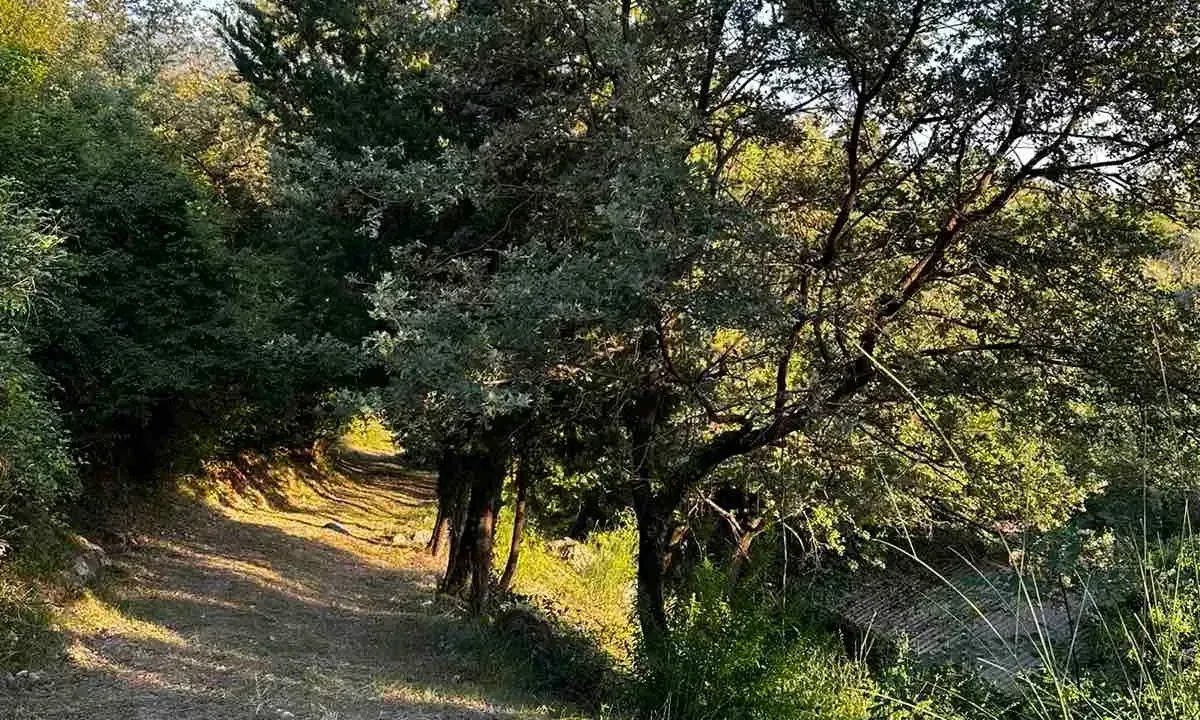 Prodaja, plac, 3000m², Kotor, Crna Gora