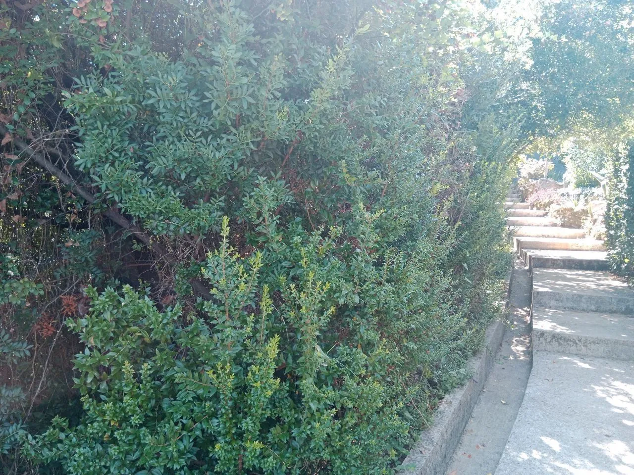 Prodaja, plac, 832m², Herceg Novi, Crna Gora