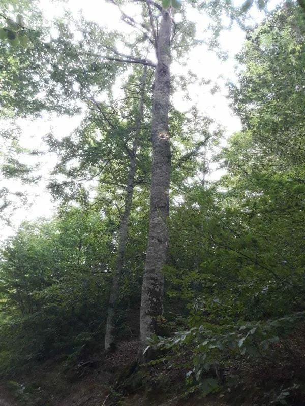 Prodaja, plac, 70000m², Mojkovac, Crna Gora