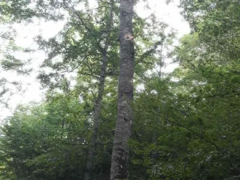 Prodaja, plac, 70000m², Mojkovac, Crna Gora - image 6