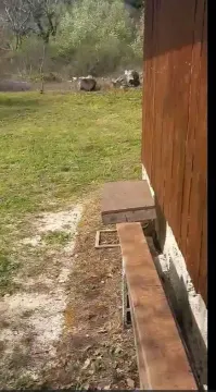 Dvorište pored drvene kuće sa travnjakom. - image 5