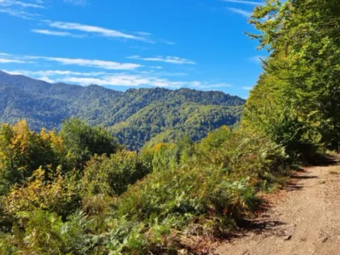 Prodaja, plac, 89208m², Padež, Kolašin - image 3