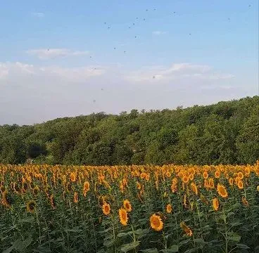 Sale, land lot, 11894m², Banja Vrdnik, Irig - image 5