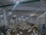 Prodaja, poslovni prostor, 2888m², Urovci, Obrenovac - image 9