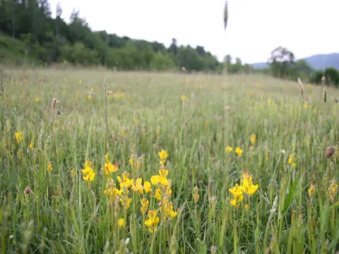 Prodaja, plac, 5200m², Kolašin, Crna Gora - image 3