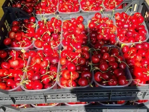 Prodaja, plac, 1030m², Sremska Mitrovica, Srbija - image 5