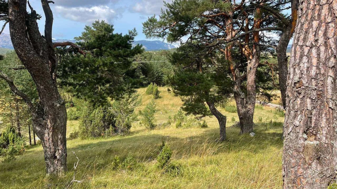 Prodaja, plac, 12000m², Žabljak, Crna Gora