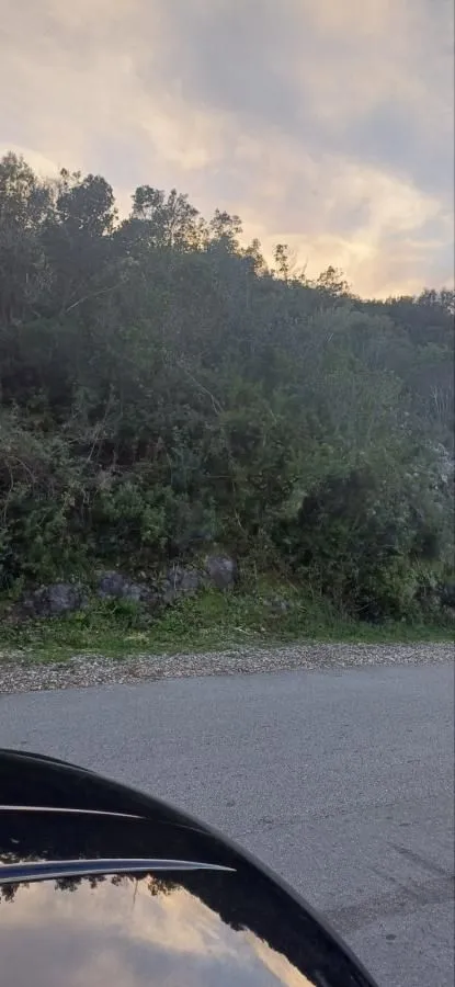 Pogled na prirodno okruženje i šumu pored puta.