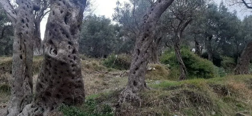 Prodaja, plac, 1604m², Velembusi, Bar