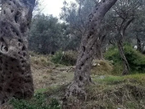 Prodaja, plac, 1604m², Velembusi, Bar - image 3
