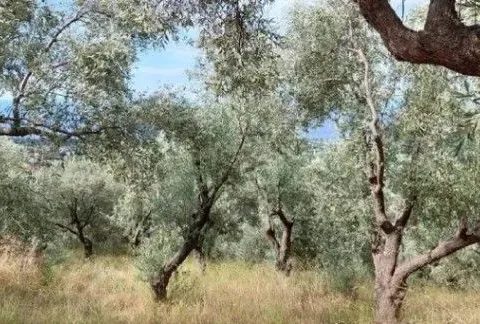 Prodaja, plac, 1750m², Reževići, Budva - image 2