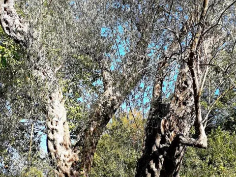 Prodaja, plac, 1200m², Bar, Crna Gora - image 4