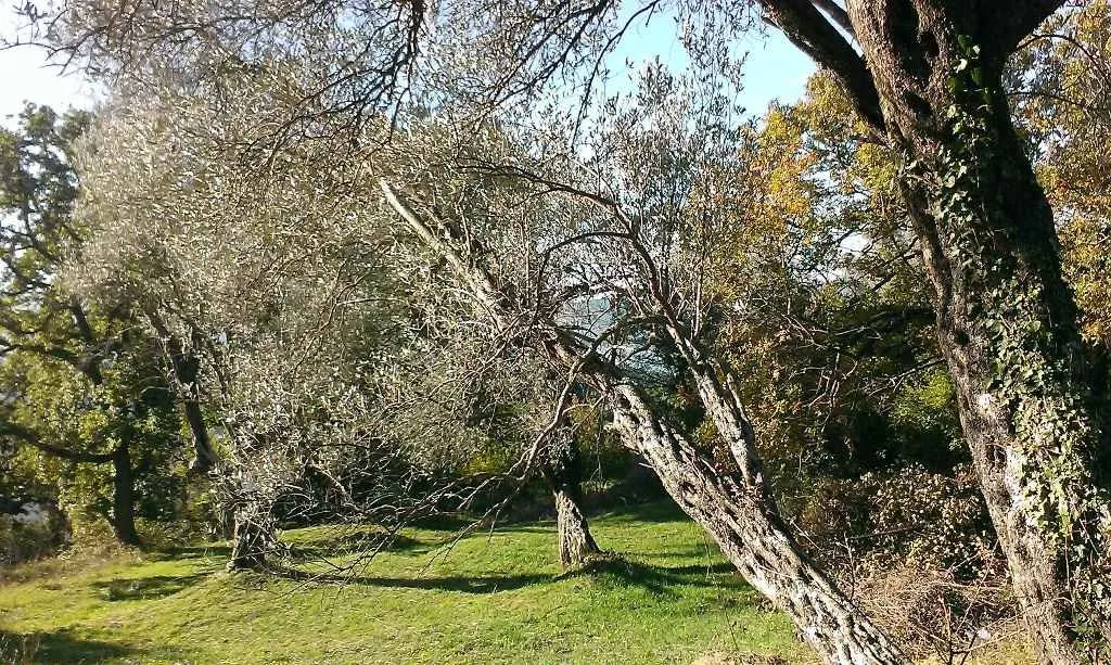 Zeleni plac sa stablima maslina.