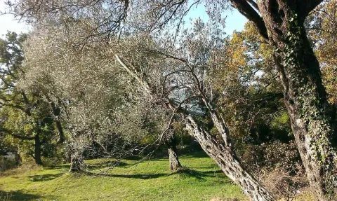 Zeleni plac sa stablima maslina. - image 2