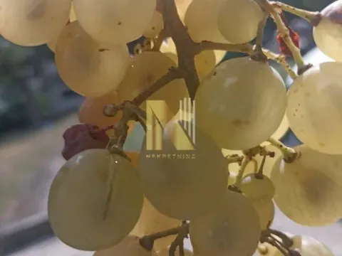 Prodaja, plac, 3900m², Beočin, Srbija - image 7