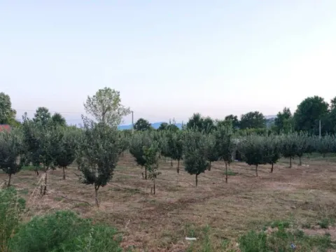 Sale, land lot, 3800m², Martinići, Danilovgrad - image 2