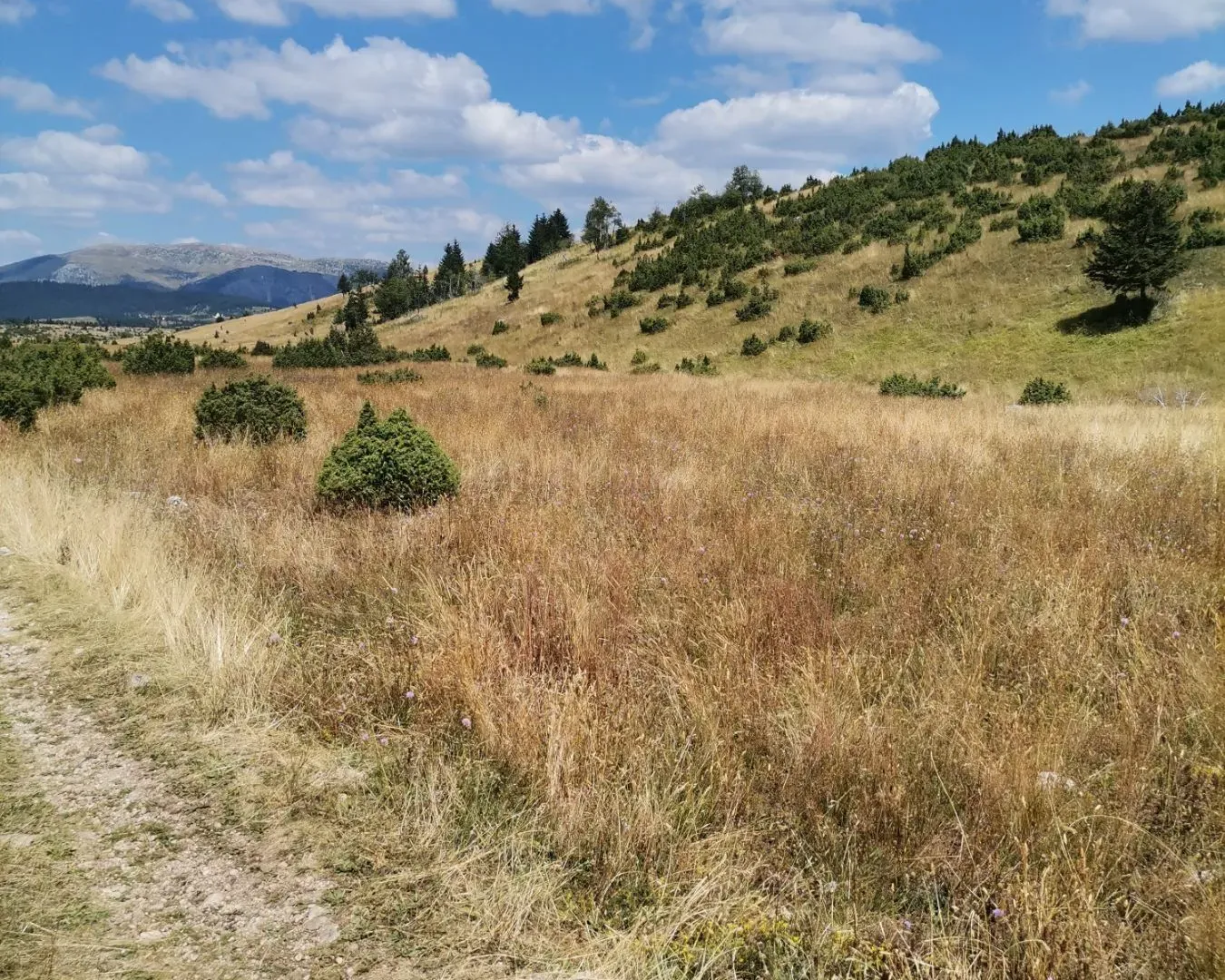 Prodaja, plac, 36000m², Žabljak, Crna Gora