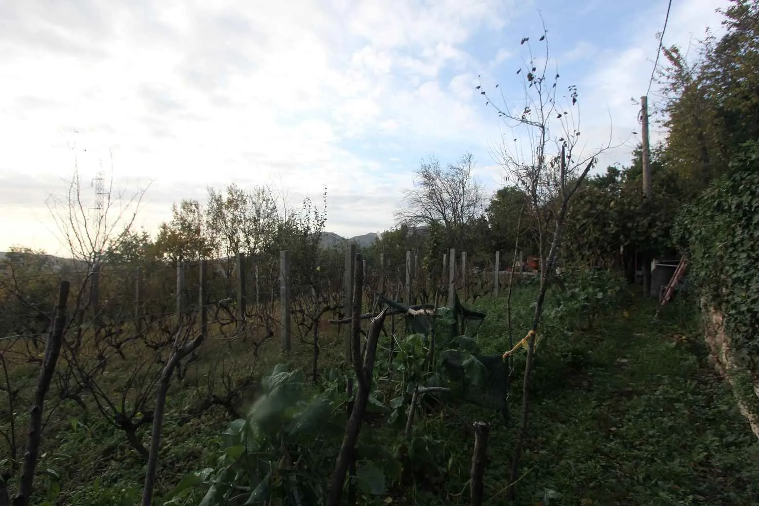 Zemljište sa vinogradom i voćnjakom.