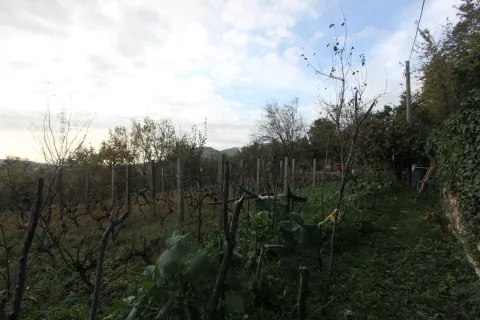 Zemljište sa vinogradom i voćnjakom. - image 3