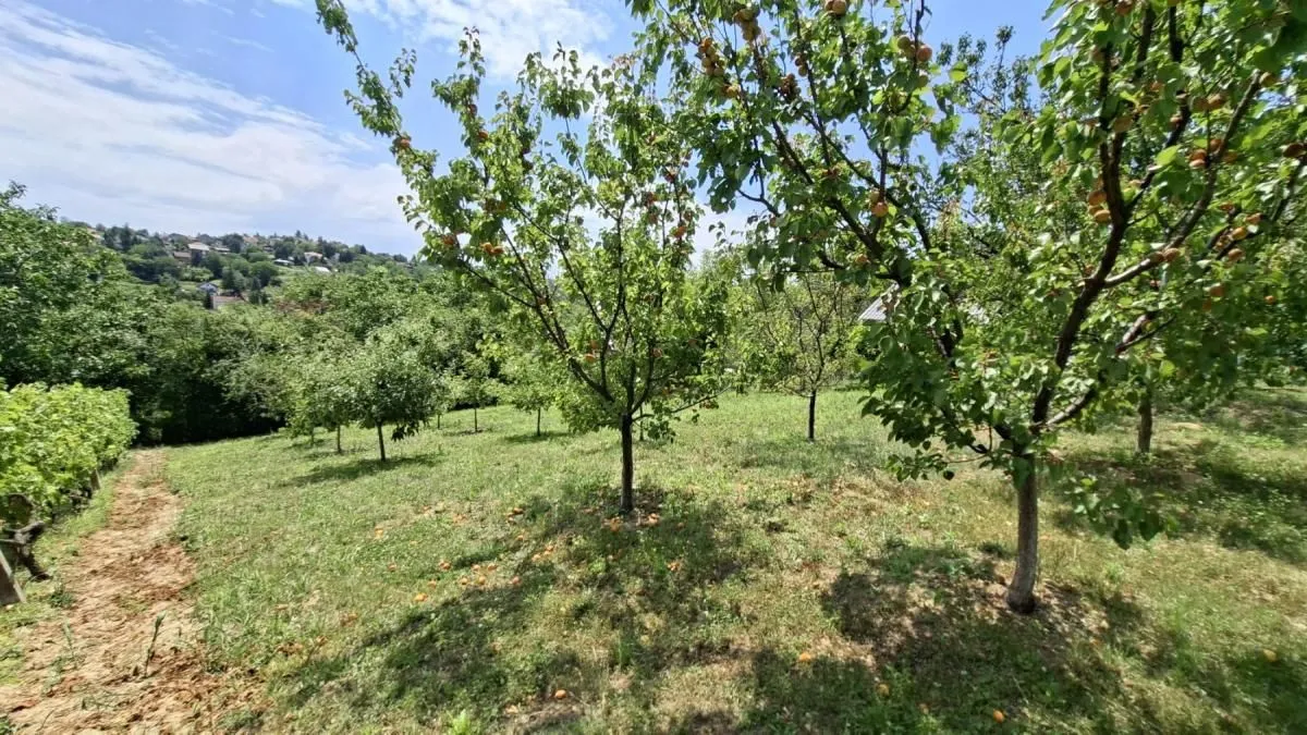 Prodaja, plac, 3000m², Bocke, Petrovaradin