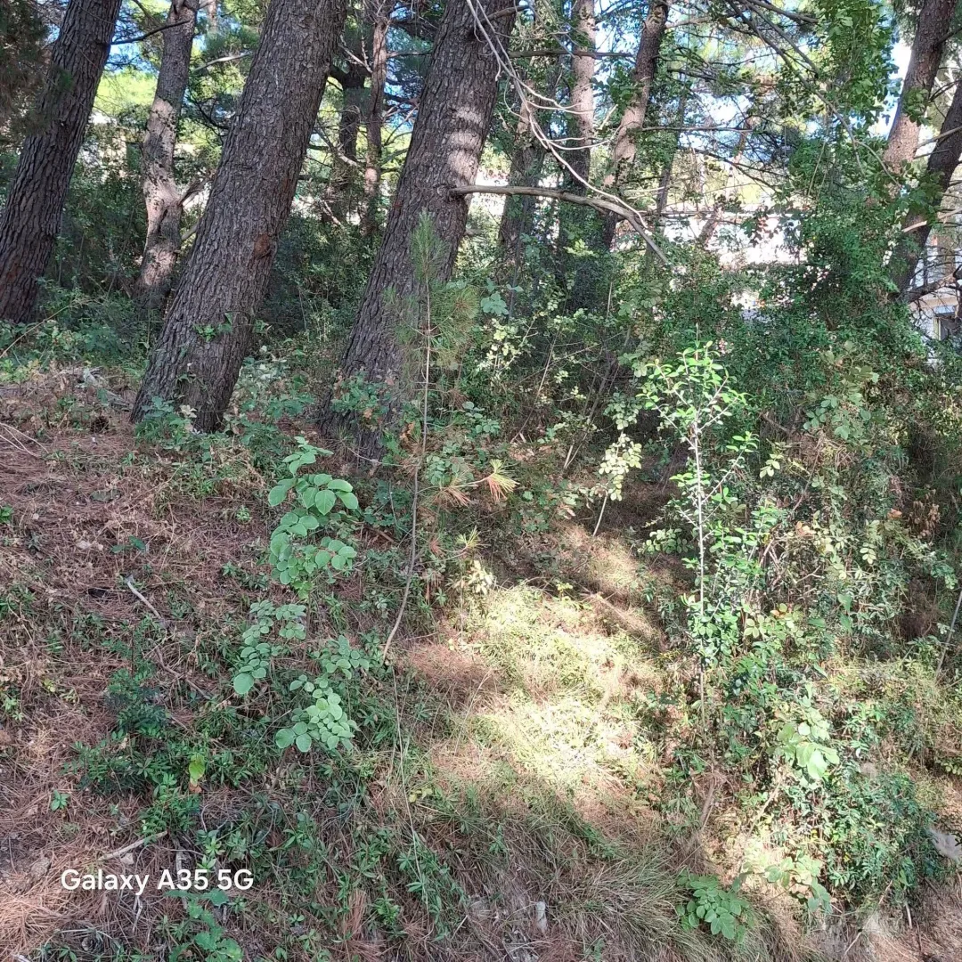 Sale, land lot, 1500m², Zeleni Pojas, Bar