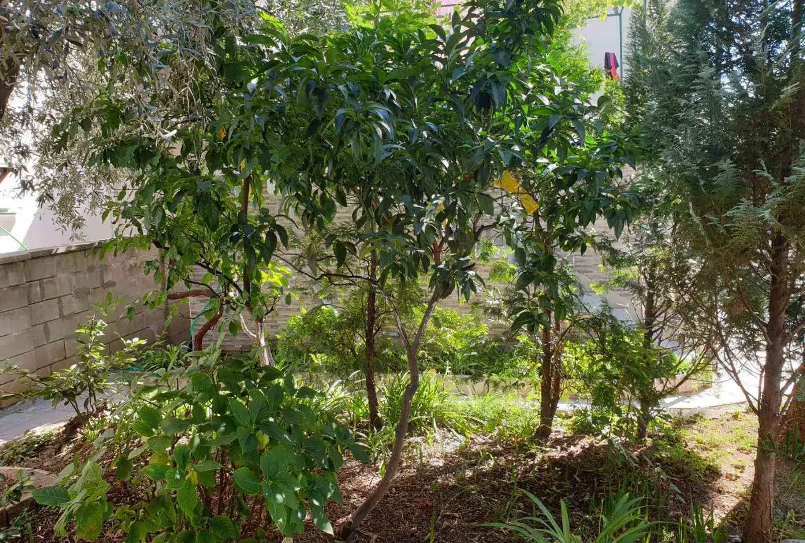 Rent, one bedroom apartment, 50m², Seljanovo, Tivat