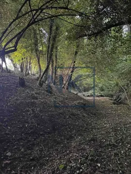 Wooded area with trees and natural vegetation. - image 18