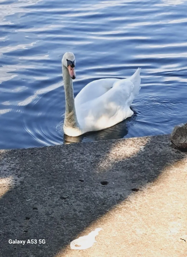 Stan-na-dan, trosoban stan, 60m², Srebrno jezero, Veliko Gradište