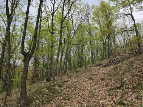 Prodaja, plac, 12800m², Bukovik, Arandjelovac - image 6