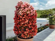 Prodaja, kuća, 318m², Reževići, Budva - image 33