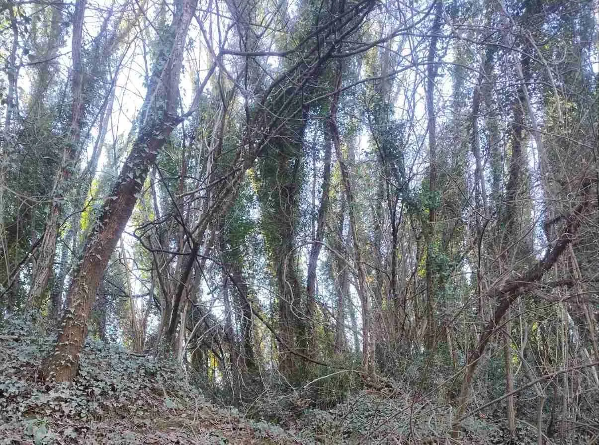 Prodaja, plac, 6100m², Orja Luka, Danilovgrad