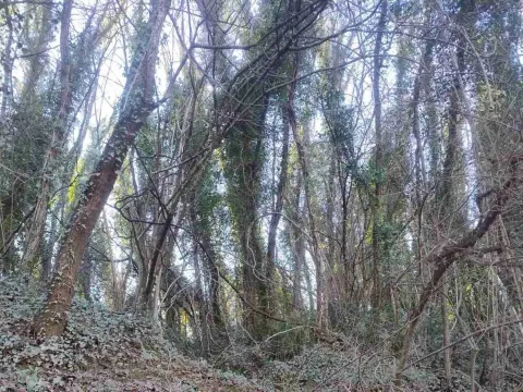 Prodaja, plac, 6100m², Orja Luka, Danilovgrad - image 3