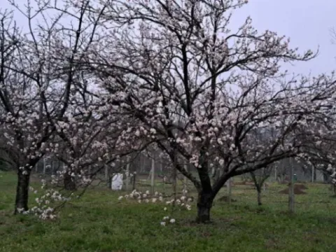 Prodaja, kuća, 45m², Čortanovci, Inđija - image 8