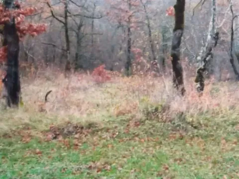 Prodaja, plac, 5000m², Brijeg, Plužine - image 5