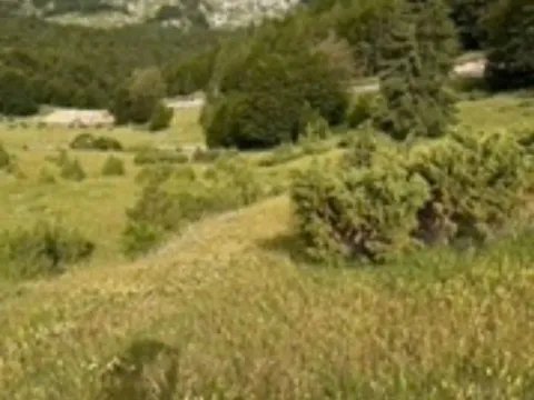 Prodaja, plac, 800m², Motički gaj, Žabljak - image 5