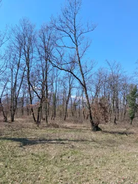 Pogled na zemljište sa šumom i drvećem. - image 4