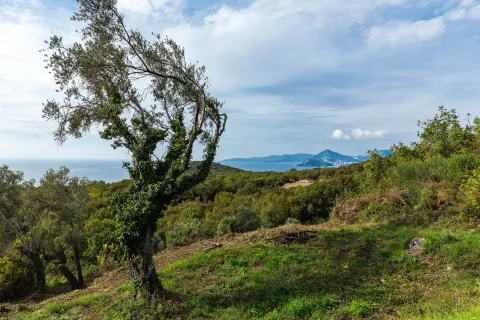 Pogled na zeleni pejzaž i more sa stabalcem masline u prvom planu. - image 8
