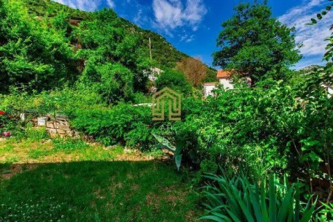 Green yard with lush vegetation and trees. - image 19