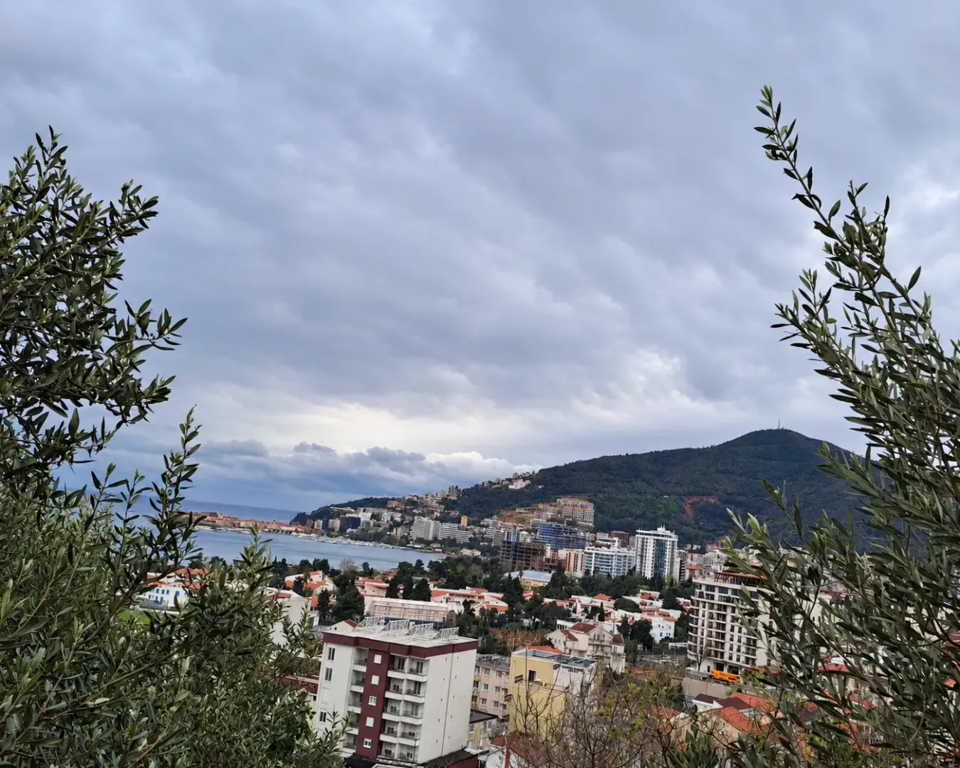 Pogled na grad, more i okolna brda kroz grane maslina.