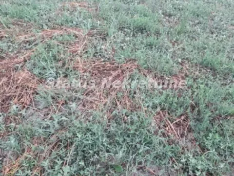 Prodaja, kuća, 160m², Futog, Novi Sad Sve Podlokacije - image 6