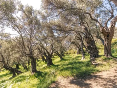 Prodaja, plac, 3030m², Centar, Ulcinj - image 2