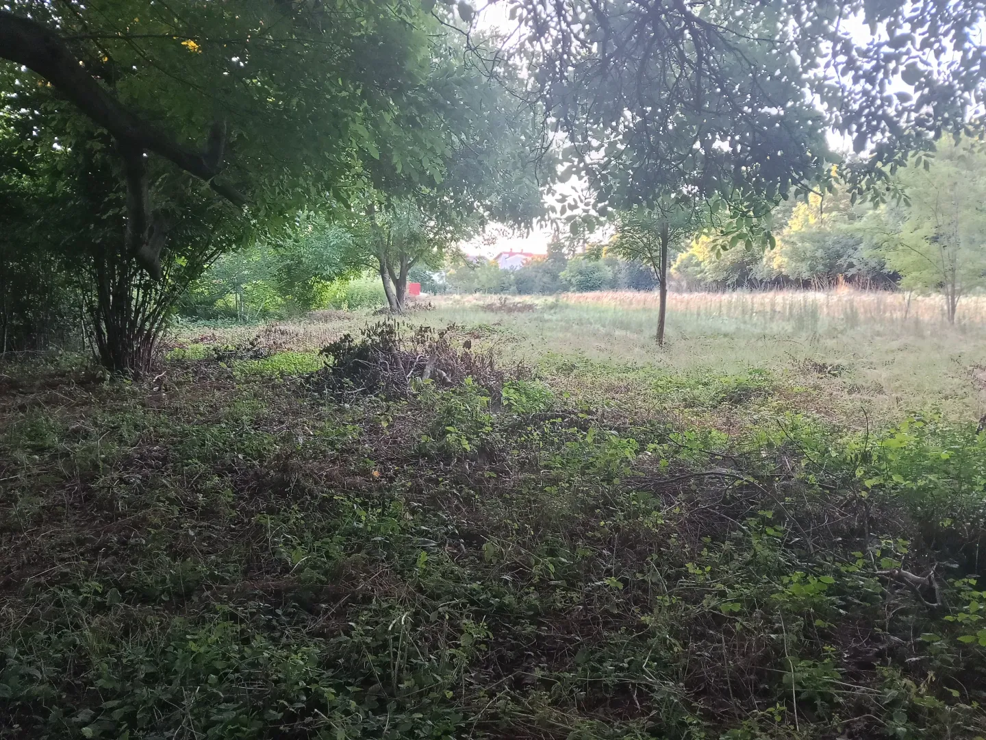 Zaraslo građevinsko zemljište sa drvećem i rastinjem.