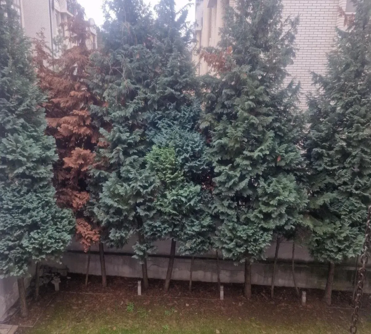 Izdavanje, trosoban stan, 82m², Dedinje Sve Podlokacije, Beograd