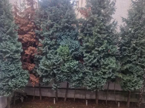 Izdavanje, trosoban stan, 82m², Dedinje Sve Podlokacije, Beograd - image 8