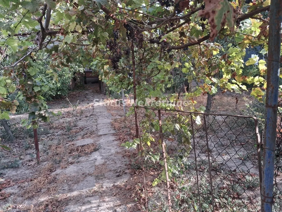 Staza u dvorištu natkrivena vinovom lozom.