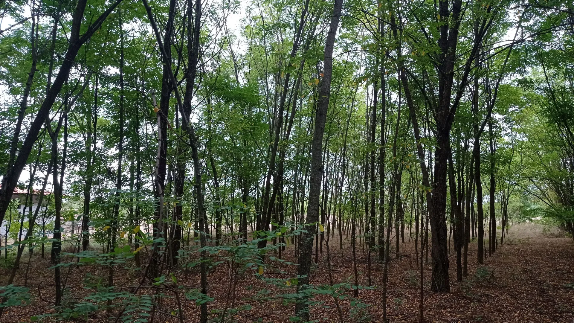 Prodaja, plac, 5207m², Kelebija, Subotica
