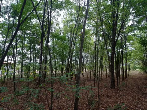 Prodaja, plac, 5207m², Kelebija, Subotica - image 2